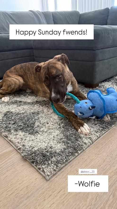 Enlarge Wolfie, a ADOPTABLE mixed breed in Chandler, AZ image 5/6