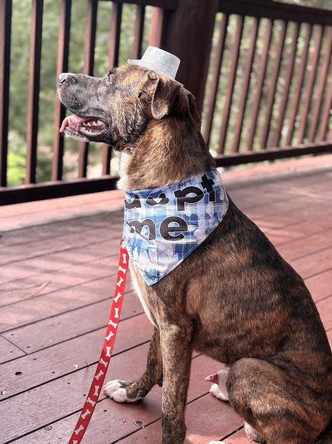 Enlarge Wolfie, a ADOPTABLE mixed breed in Chandler, AZ image 2/6