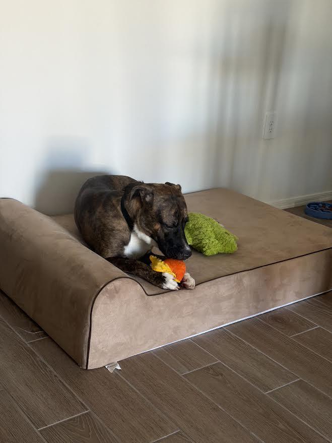 Enlarge Wolfie, a ADOPTABLE mixed breed in Chandler, AZ image 6/6