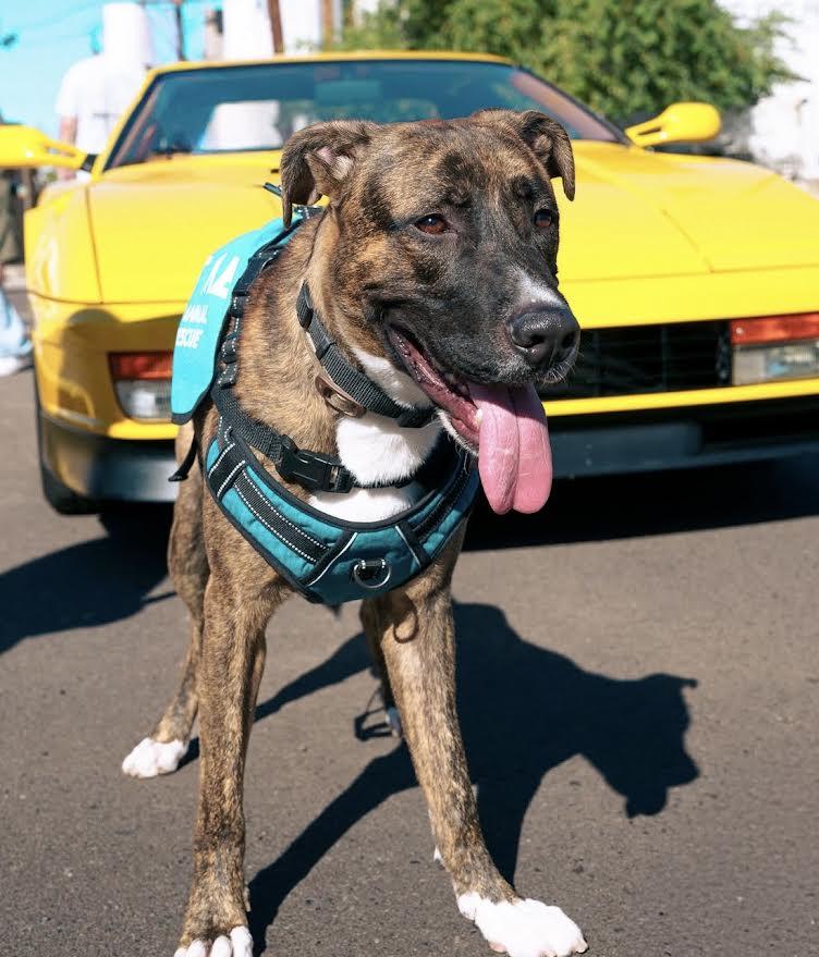Enlarge Wolfie, a Adoptable mixed breed in Chandler, AZ image 4/6
