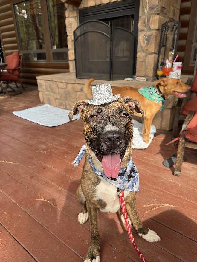 Enlarge Wolfie, a ADOPTABLE mixed breed in Chandler, AZ image 1/6