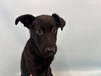 Luigi, Adoptable, Puppy Male Retriever & Mixed Breed.