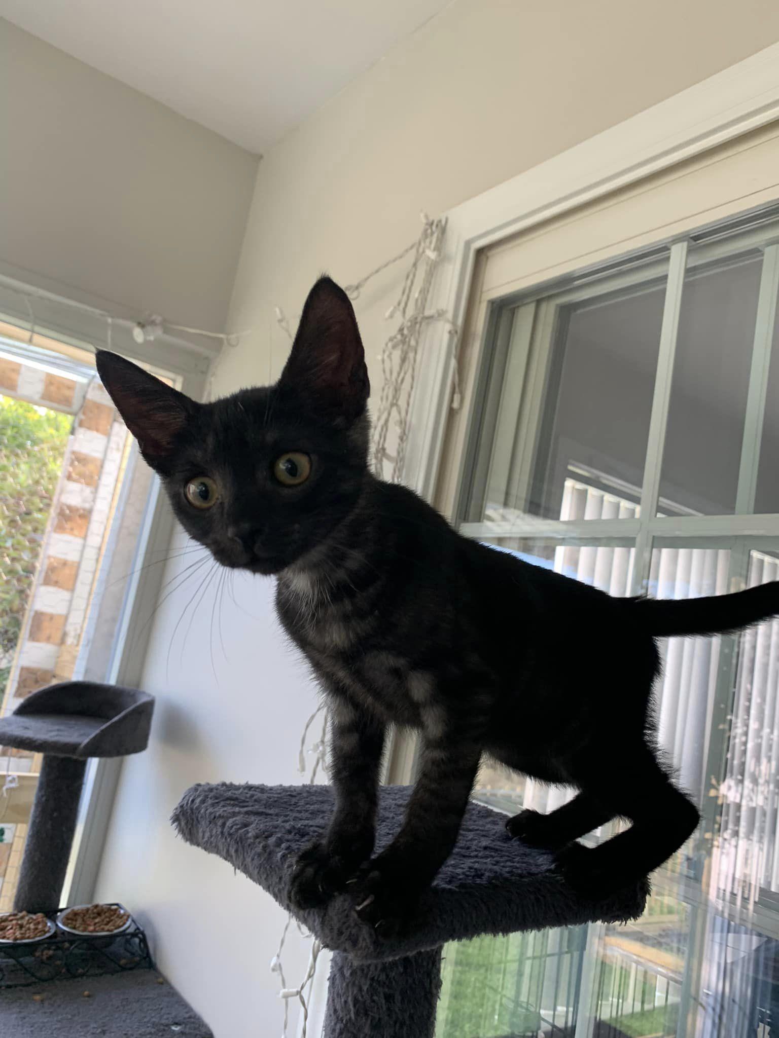 Enlarge Sparky Doo, a Adoptable Domestic Short Hair in Wilmington, NC image 1/2