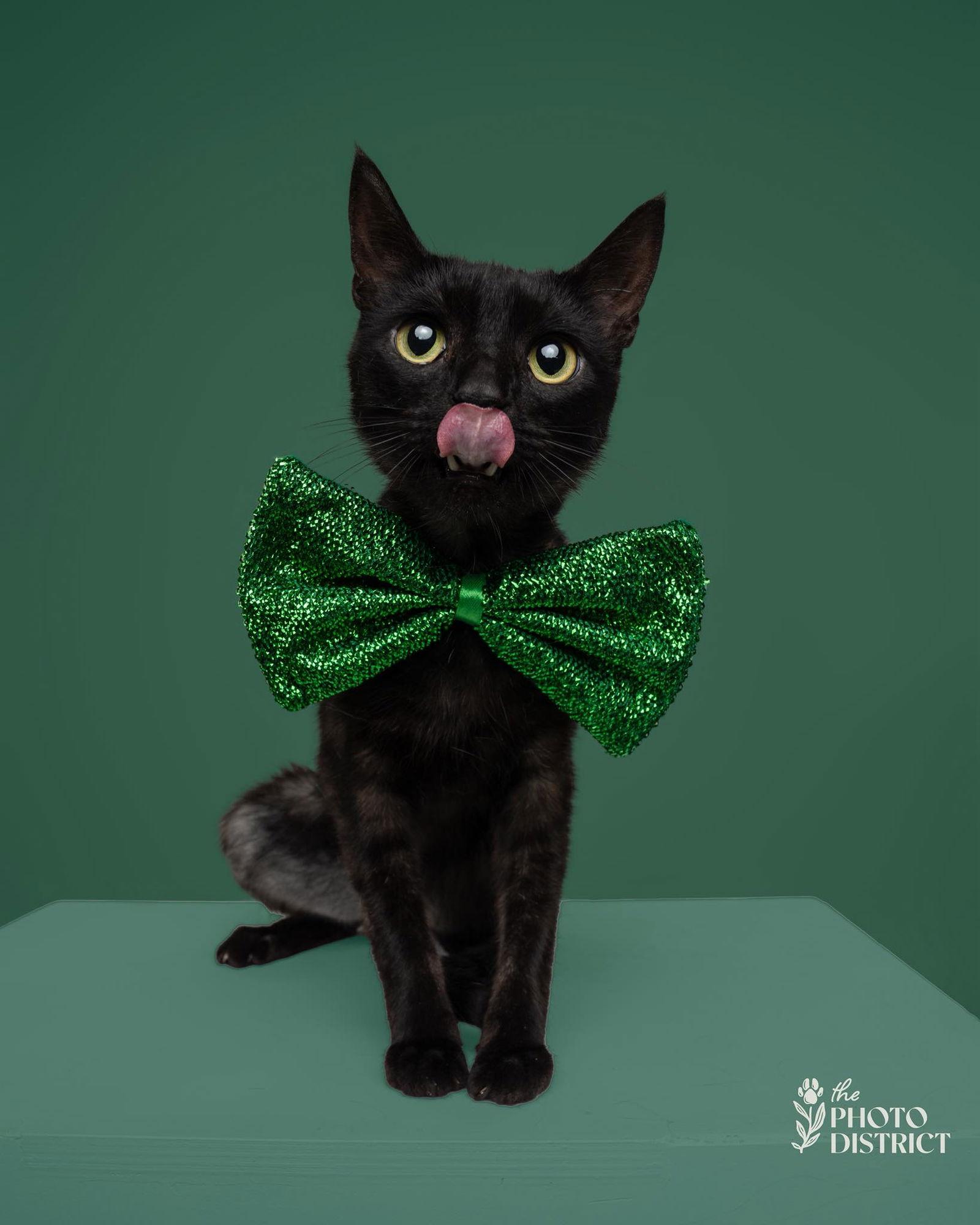 Enlarge Sparky Doo, a Adoptable Domestic Short Hair in Wilmington, NC image 2/2