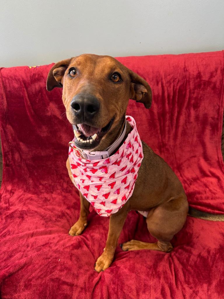 Enlarge Whiskey, a Adoptable mixed breed in Marion, OH image 1/6