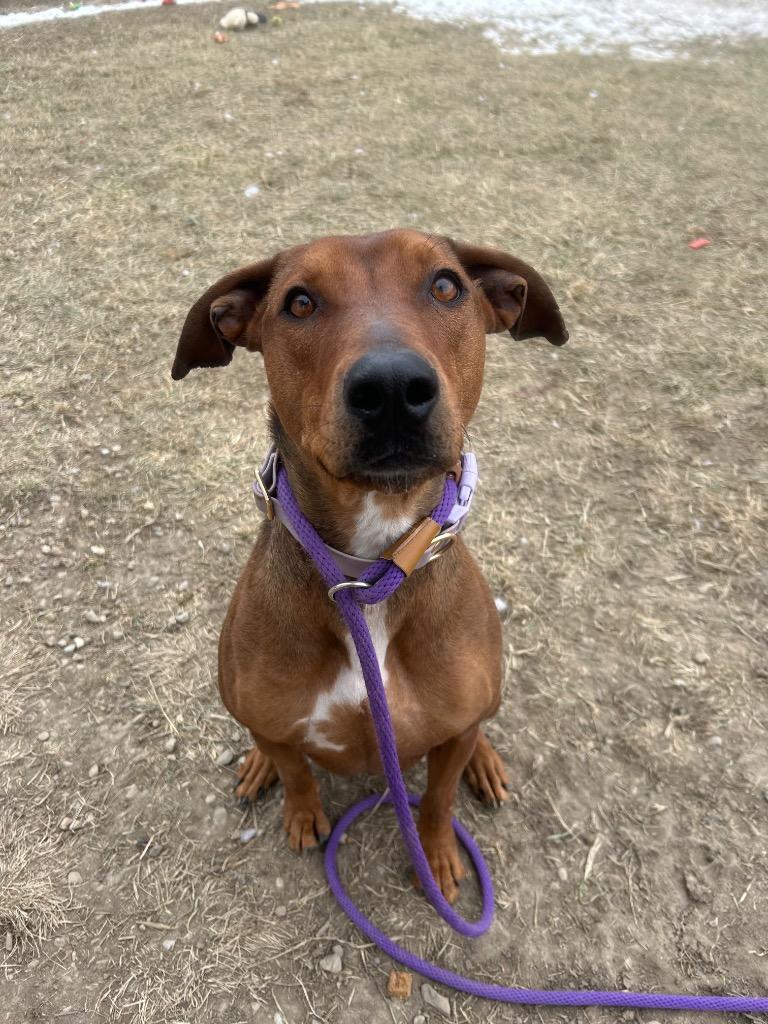 Enlarge Whiskey, a Adoptable mixed breed in Marion, OH image 2/5