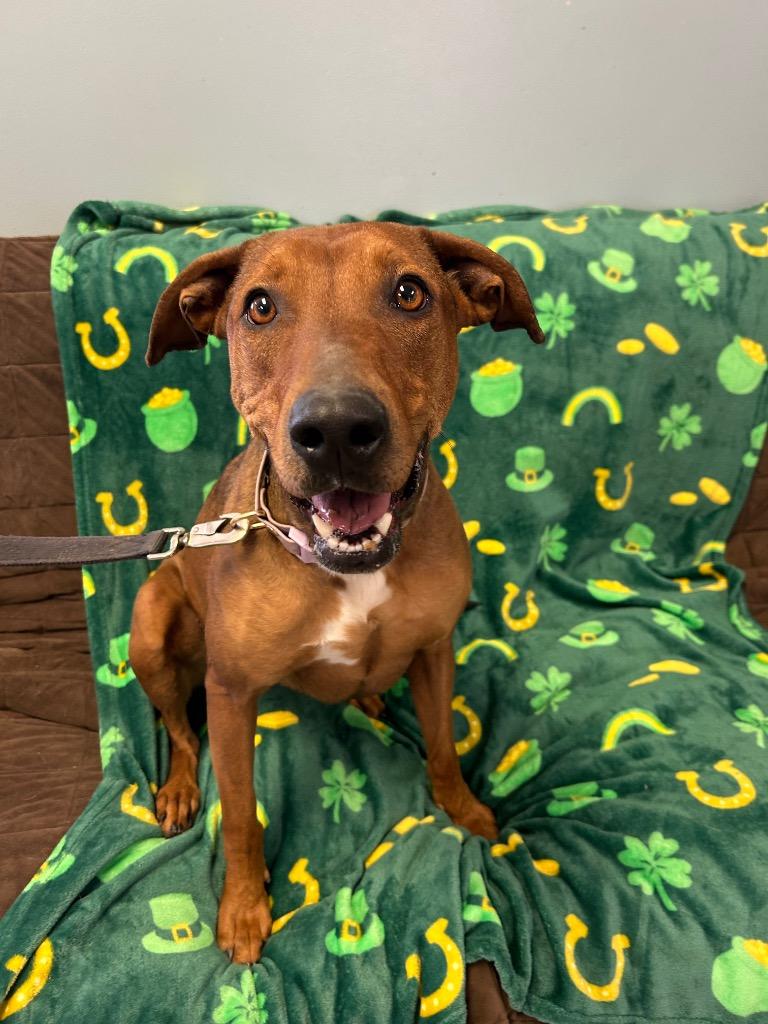 Enlarge Whiskey, a Adoptable mixed breed in Marion, OH image 2/6