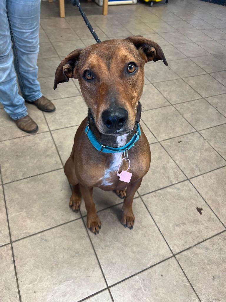 Enlarge Whiskey, a Adoptable mixed breed in Marion, OH image 4/6