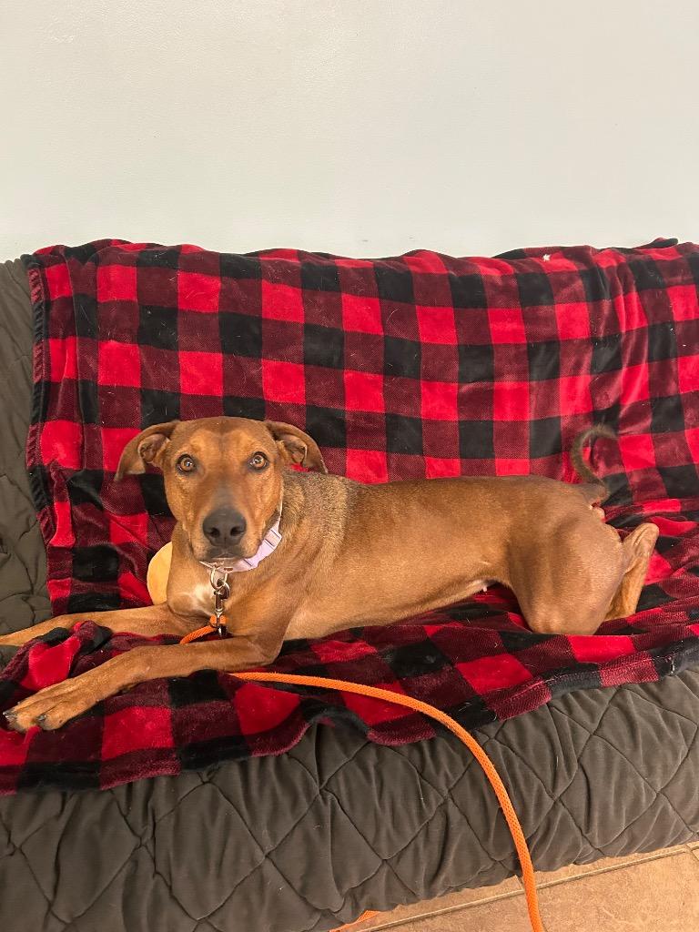 Enlarge Whiskey, a Adoptable mixed breed in Marion, OH image 5/6