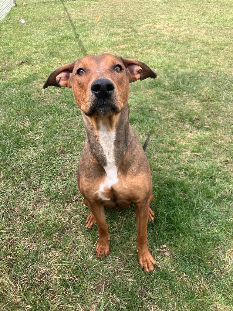 Enlarge Whiskey, a Adoptable mixed breed in Marion, OH image 4/6