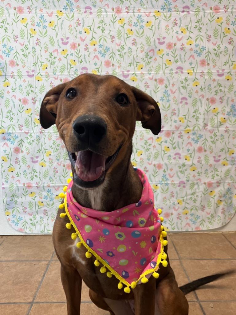 Enlarge Whiskey, a Adoptable mixed breed in Marion, OH image 5/6