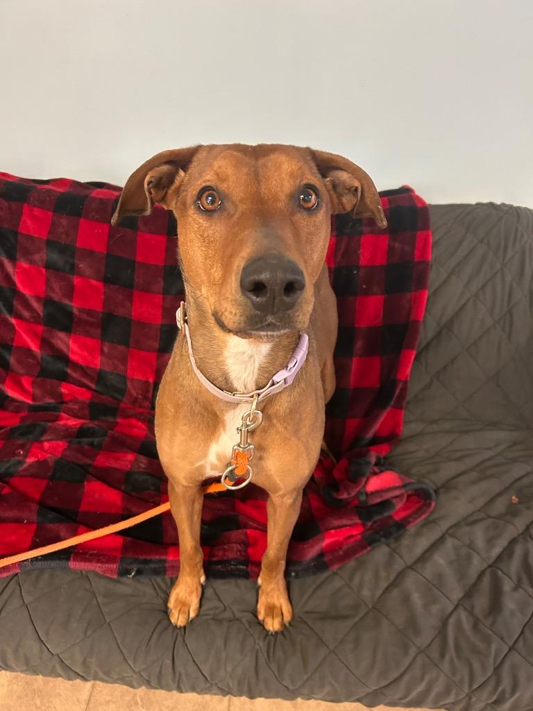 Enlarge Whiskey, a Adoptable mixed breed in Marion, OH image 5/5