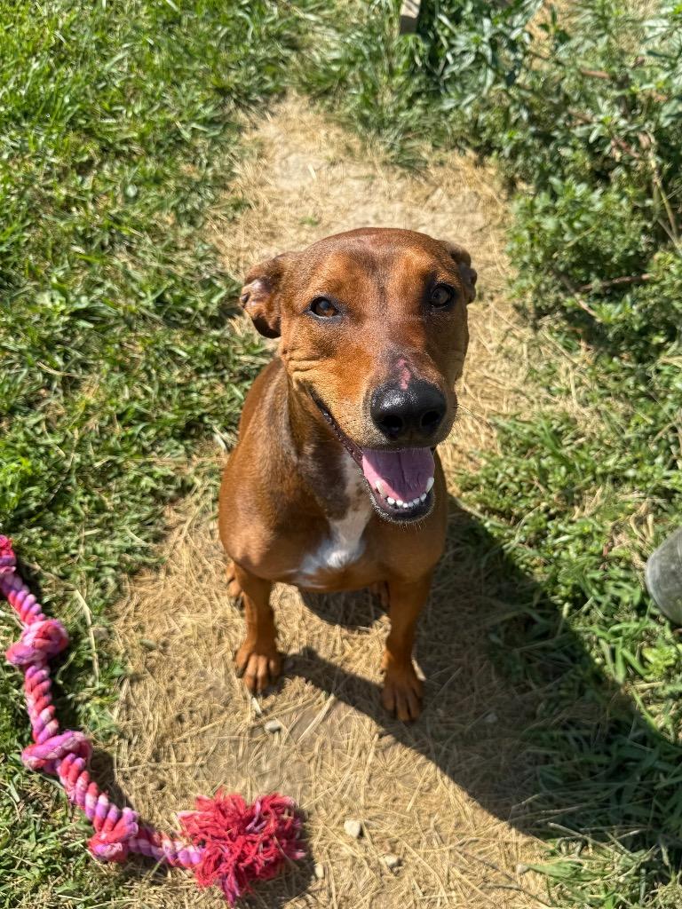 Enlarge Whiskey, a Adoptable mixed breed in Marion, OH image 6/6