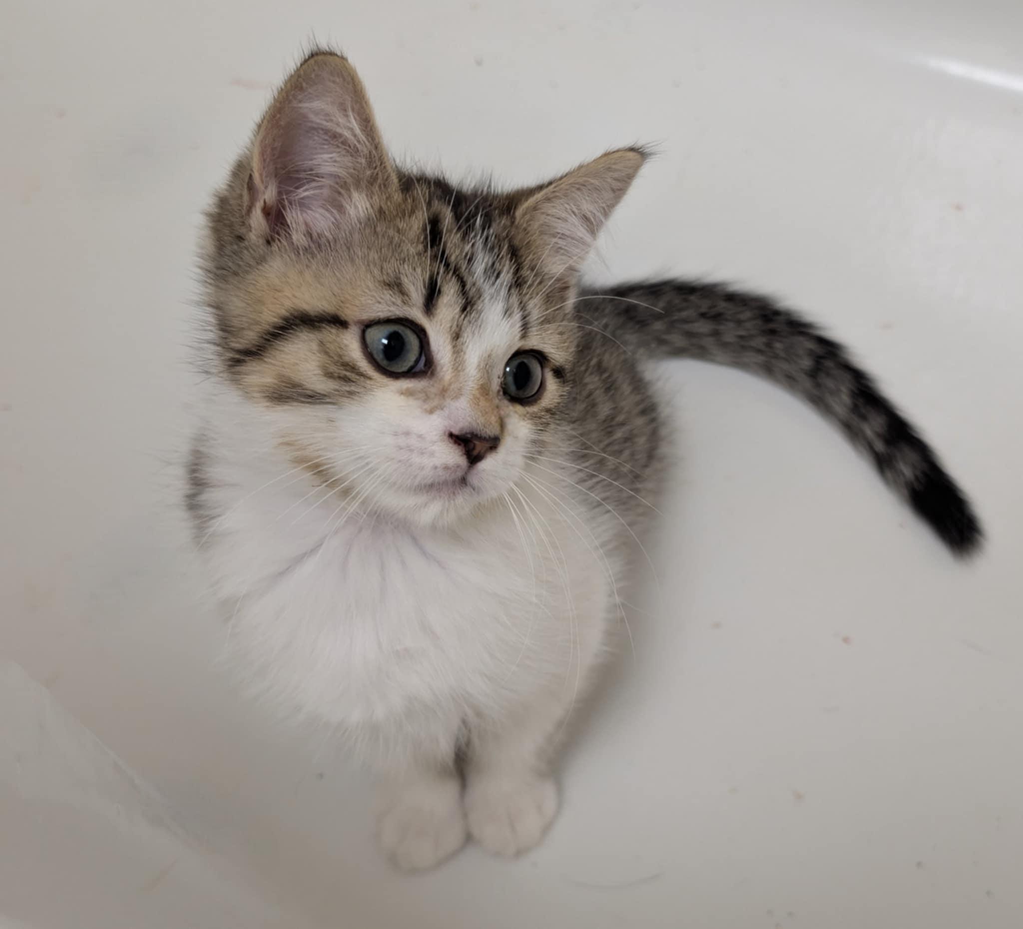 Coen, Adopted, Young Male British Shorthair & Tabby.