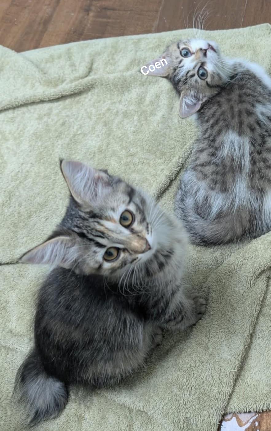 Coen, a Adopted mixed breed in Winnipeg, MB image 4/4