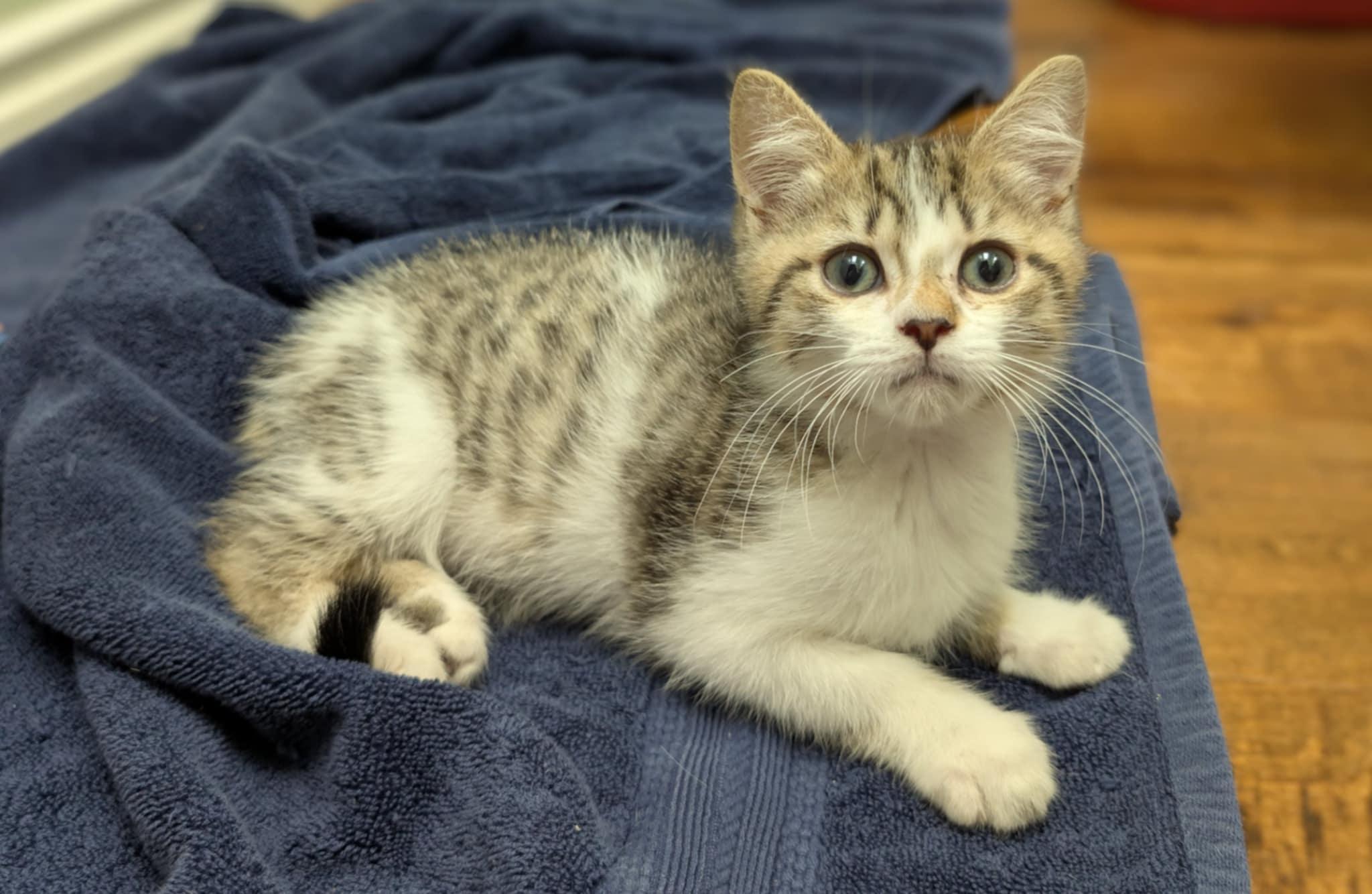 Coen, a Adopted mixed breed in Winnipeg, MB image 2/4