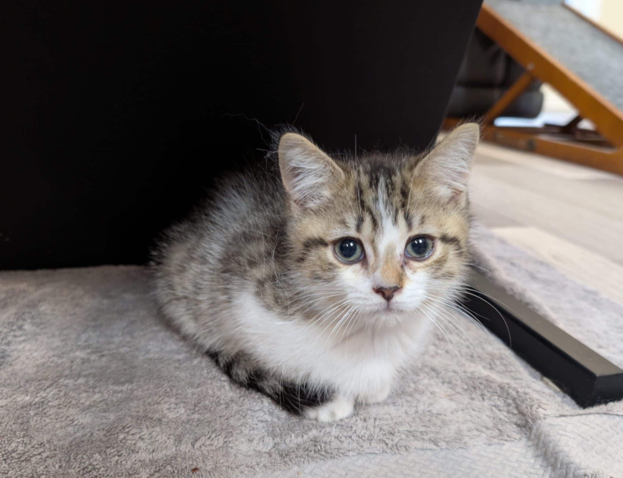 Coen, a Adopted mixed breed in Winnipeg, MB image 3/4