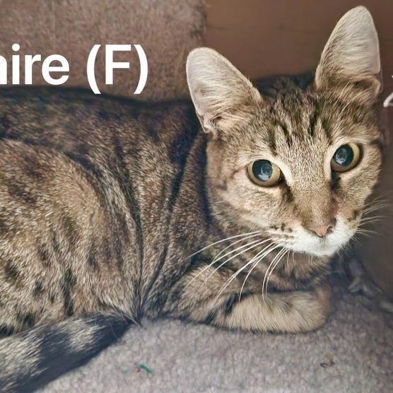 Claire, a Adoptable Domestic Short Hair in Murfreesboro, TN image 1/2