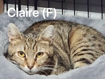 Claire, a Adoptable Domestic Short Hair in Murfreesboro, TN image 2/2
