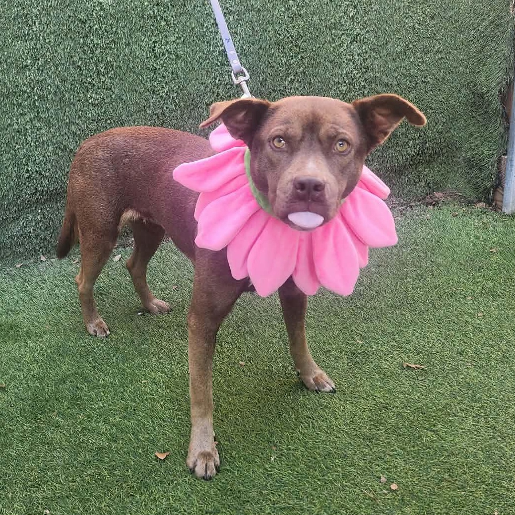 Dove — thumbnail 5