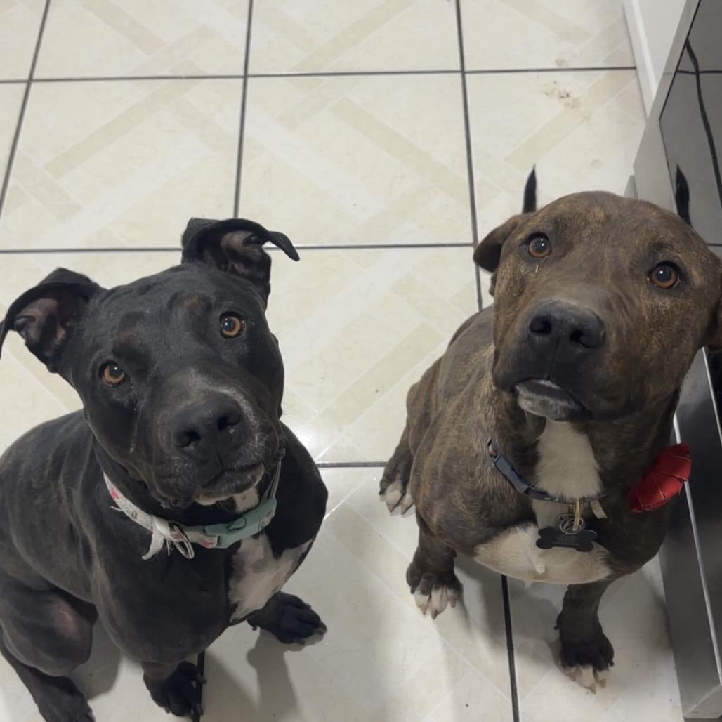 Capone, a Adoptable Pit Bull Terrier in Apache Junction, AZ image 2/5