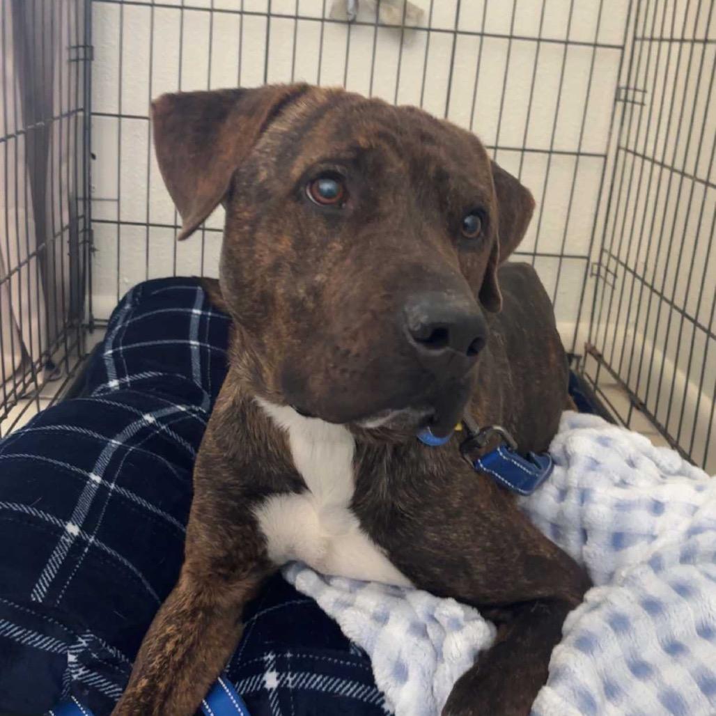 Capone, a Adoptable Pit Bull Terrier in Apache Junction, AZ image 3/5