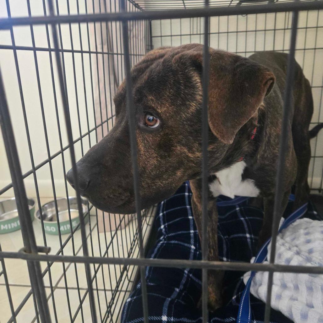 Capone, a Adoptable Pit Bull Terrier in Apache Junction, AZ image 5/5