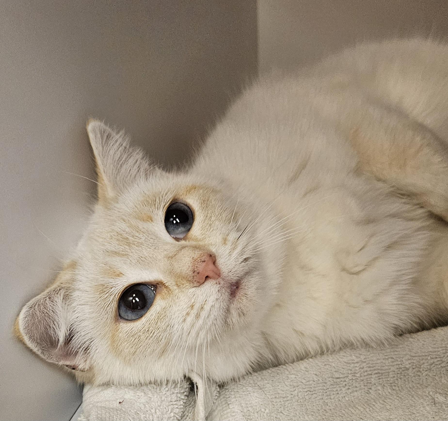 Enlarge Marshmallow, an adopted Siamese in Washburn, WI image 1/1