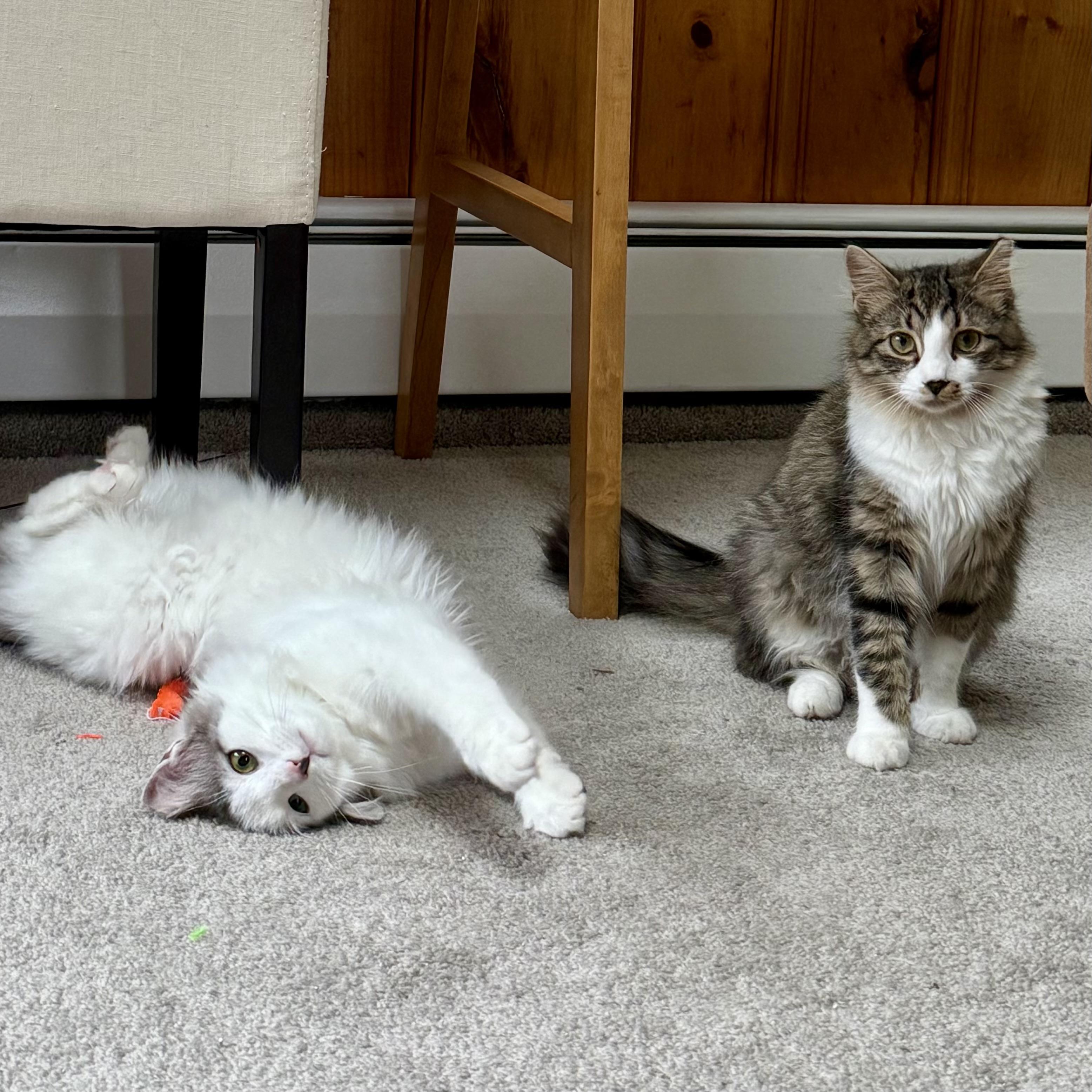 Irma & Bourdain (BONDED PAIR)