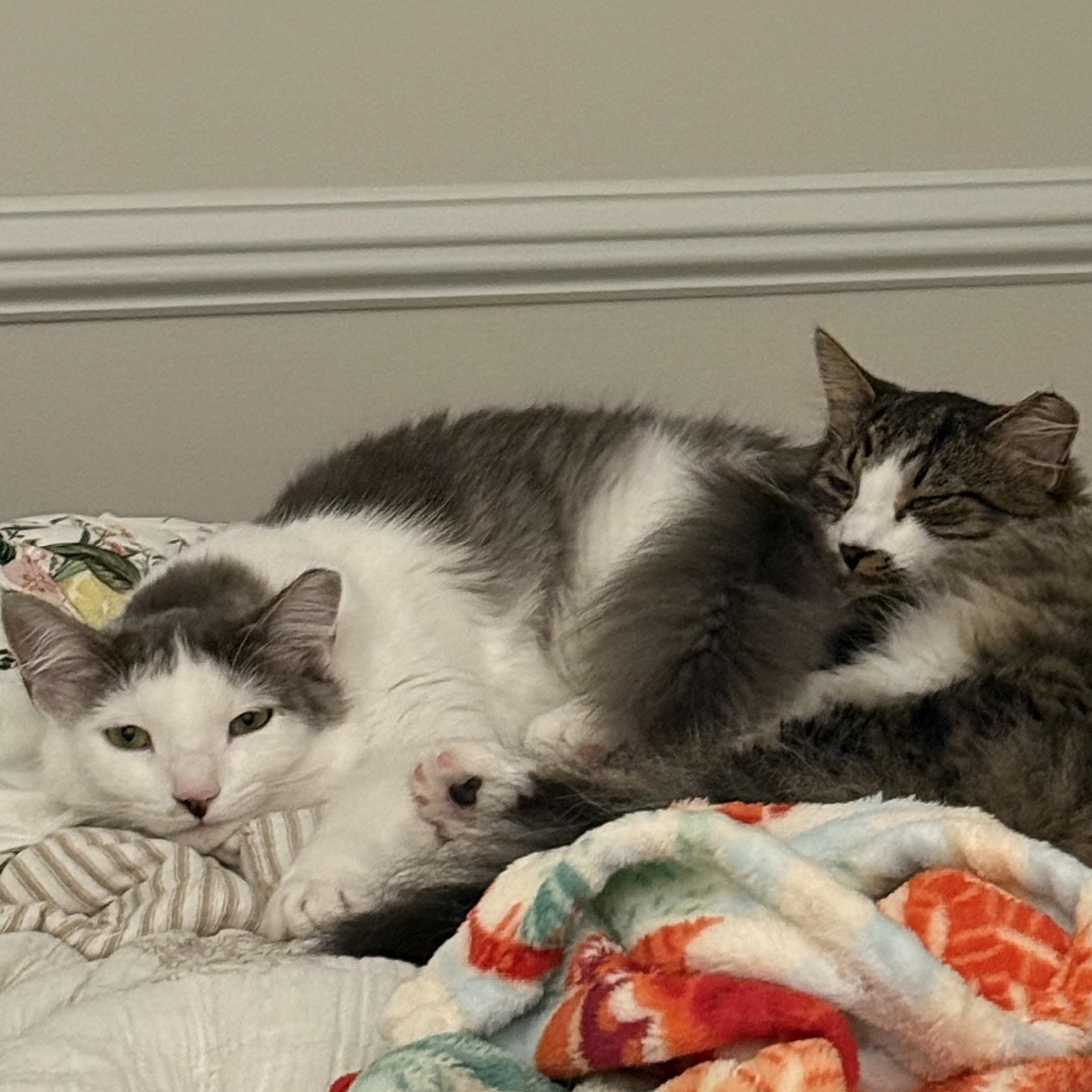 Enlarge Irma & Bourdain (BONDED PAIR), a Adoptable Domestic Long Hair in Brentwood, NH image 5/6