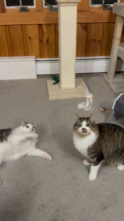Enlarge Irma & Bourdain (BONDED PAIR), a Adoptable Domestic Long Hair in Brentwood, NH video 2/6