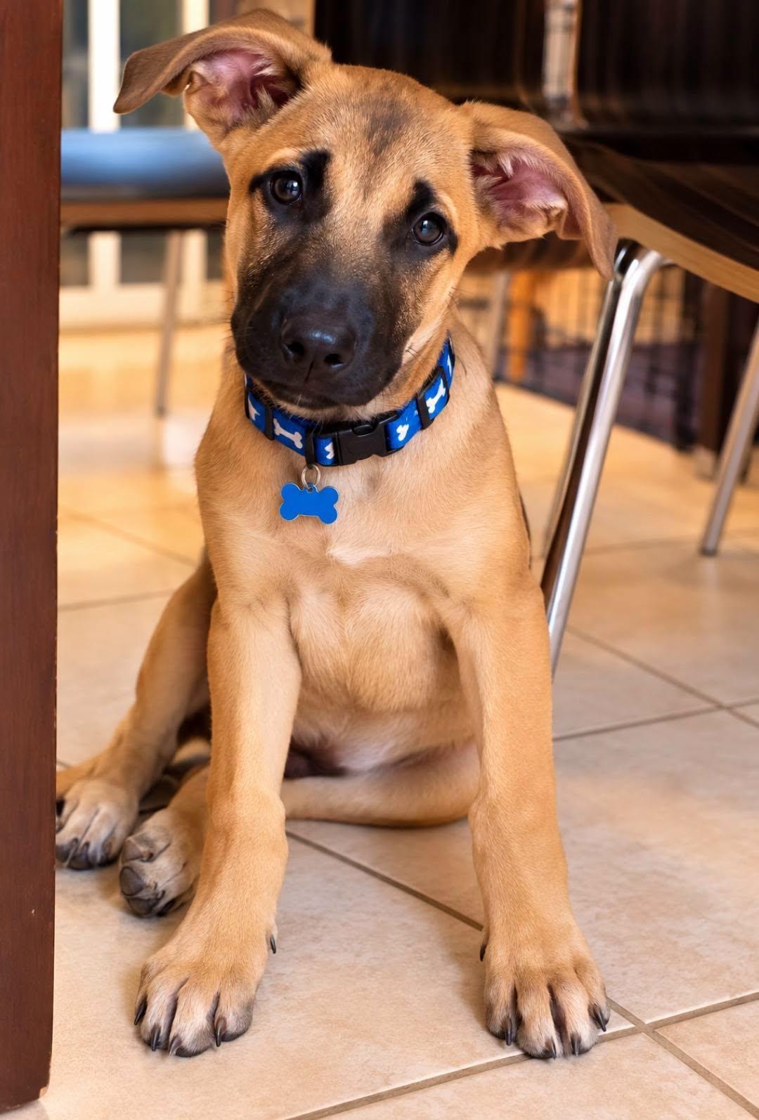 Enlarge Scooter, a Adoptable mixed breed in Dunnville, ON image 3/3