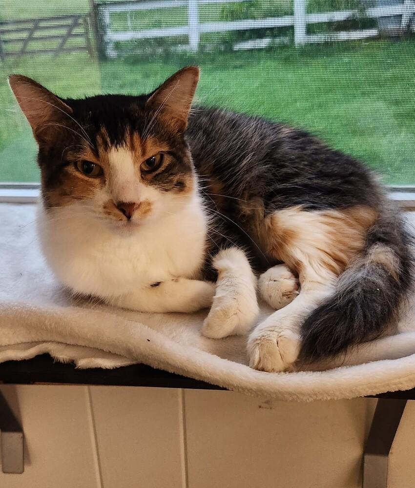 Willow, Adoptable, Adult Female Domestic Short Hair.