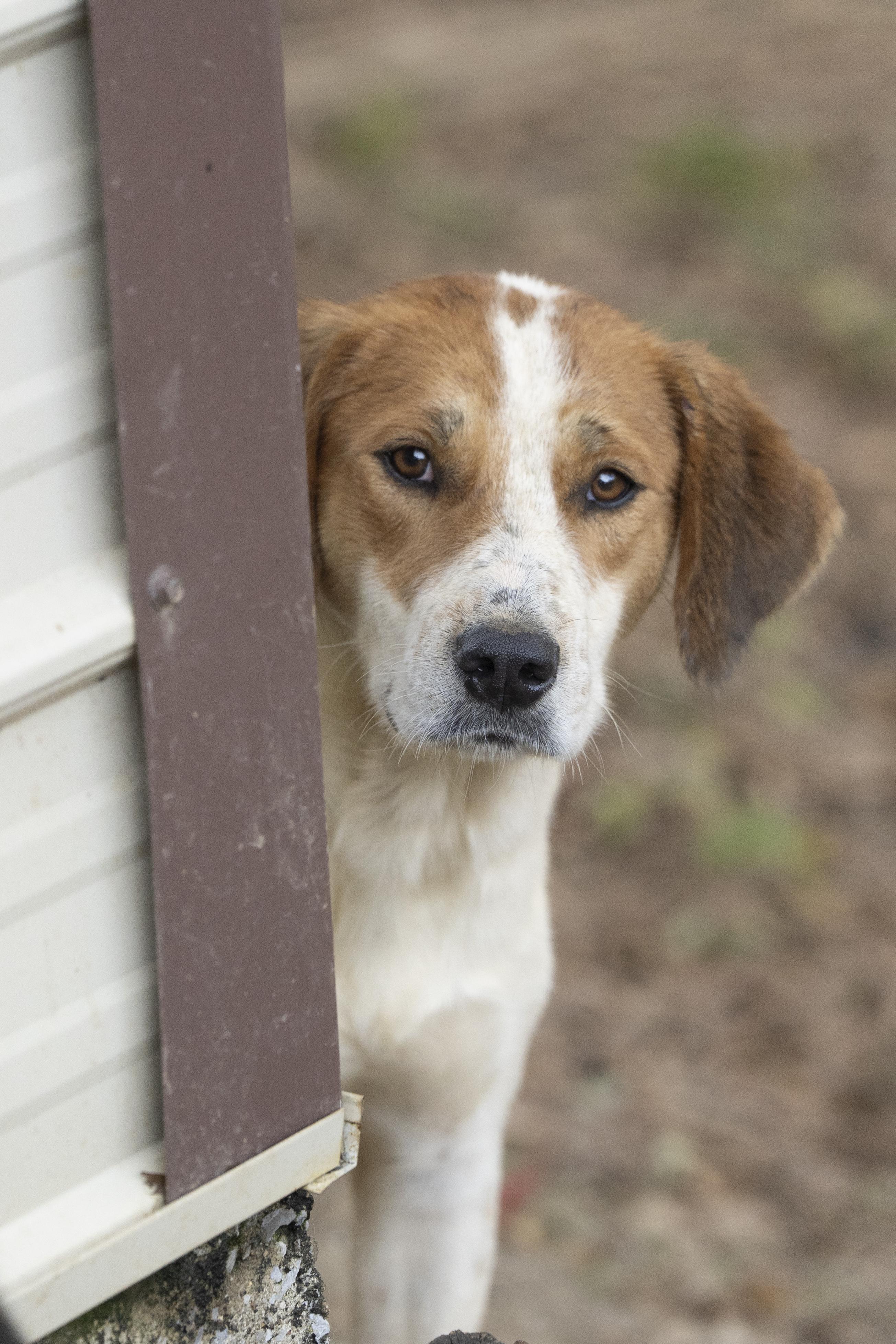 Enlarge Waylon, a Adoptable mixed breed in Fairfax, VA image 4/6