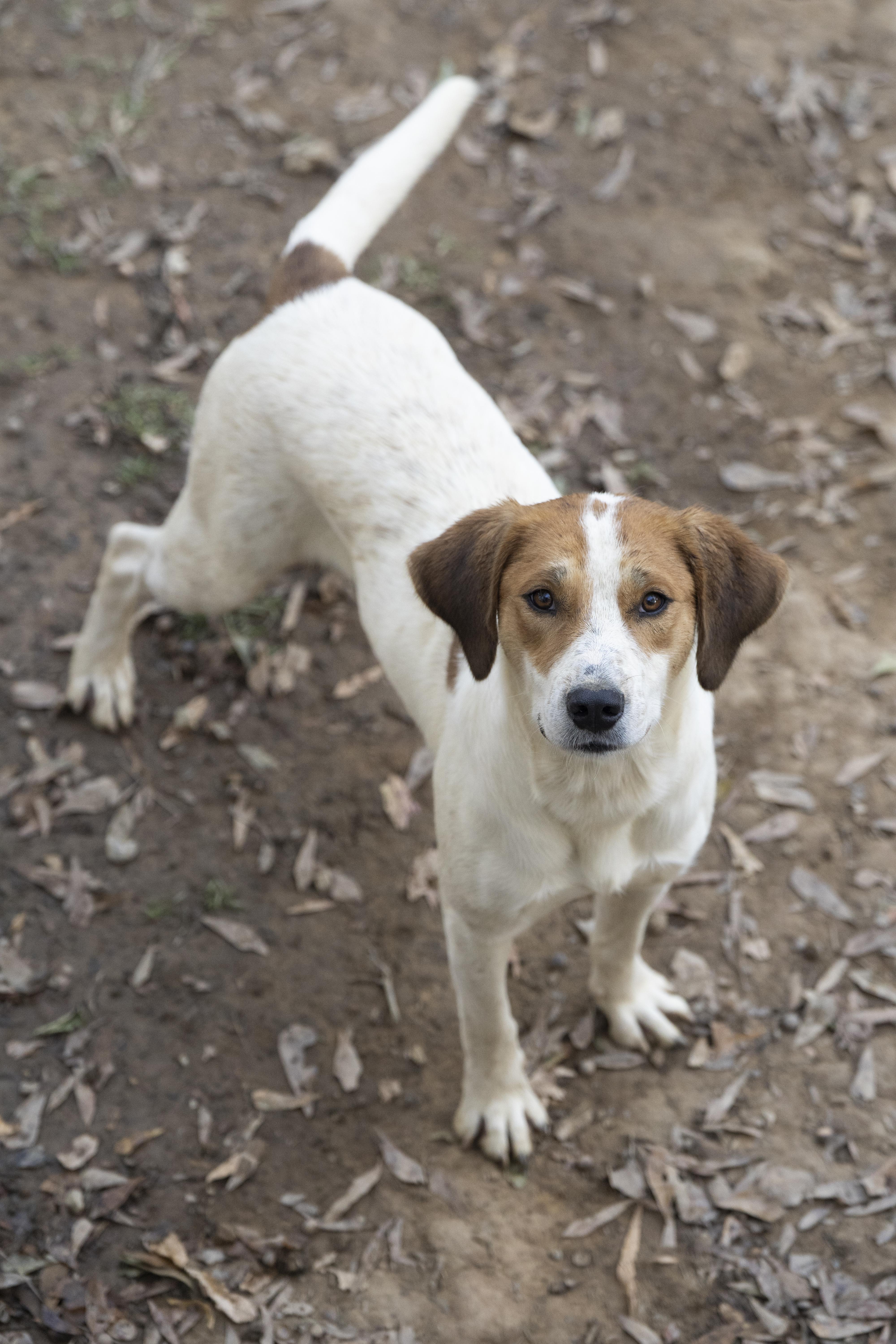 Enlarge Waylon, a Adoptable mixed breed in Fairfax, VA image 6/6