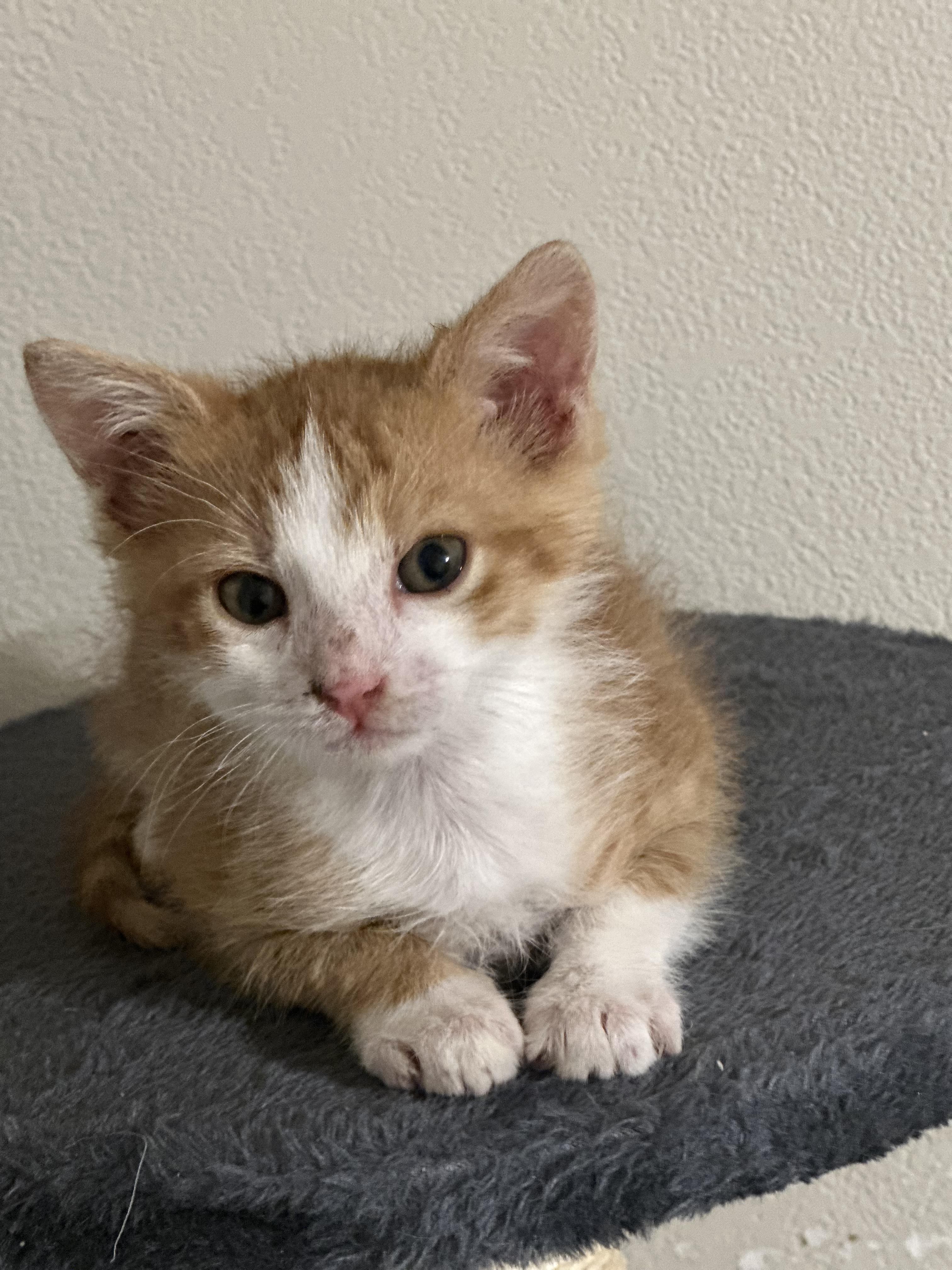 Beau, Adoptable, Kitten Male Domestic Medium Hair.