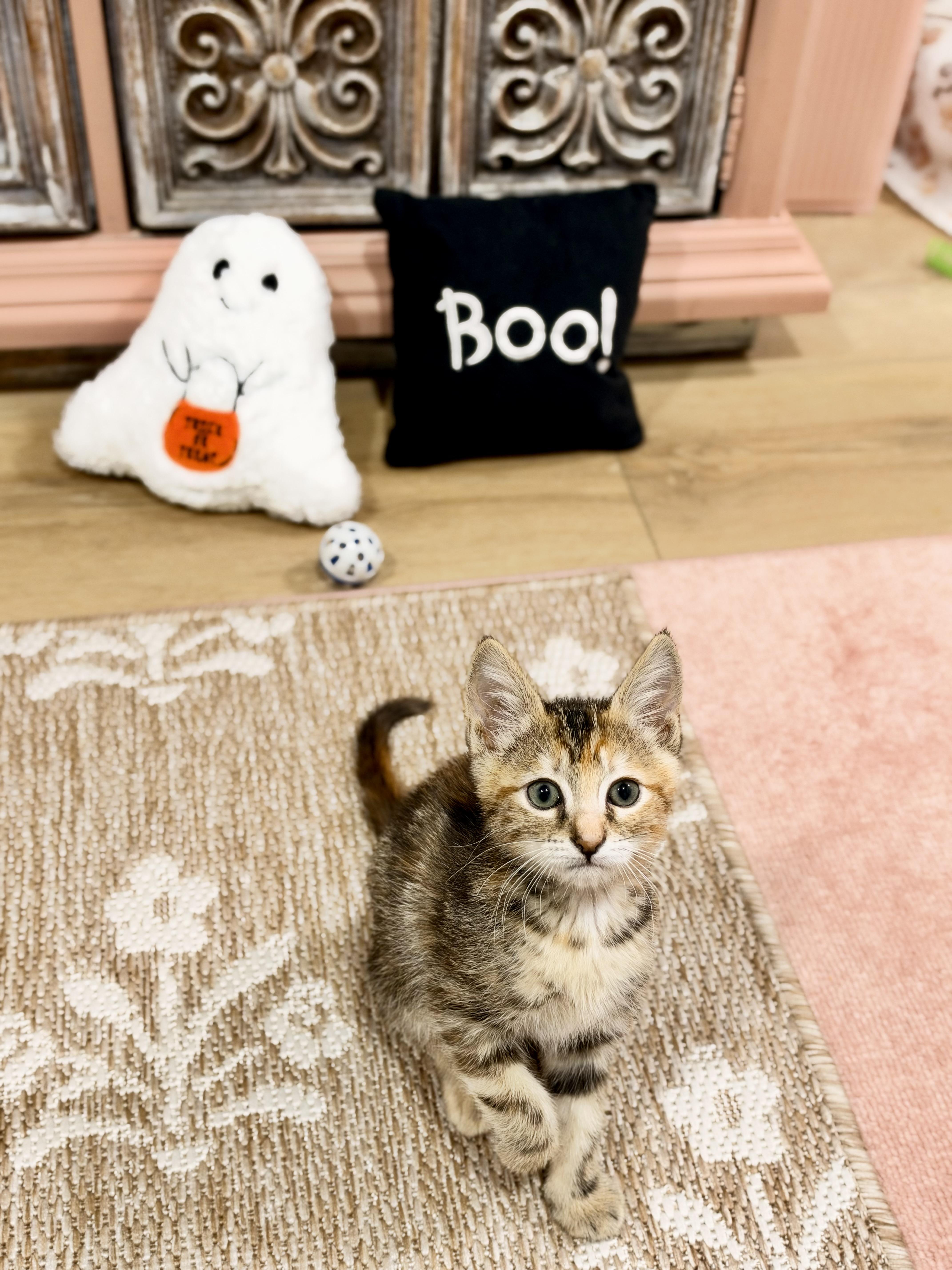 Enlarge Mooi, a Adoptable Domestic Short Hair in Pasco, WA image 2/4