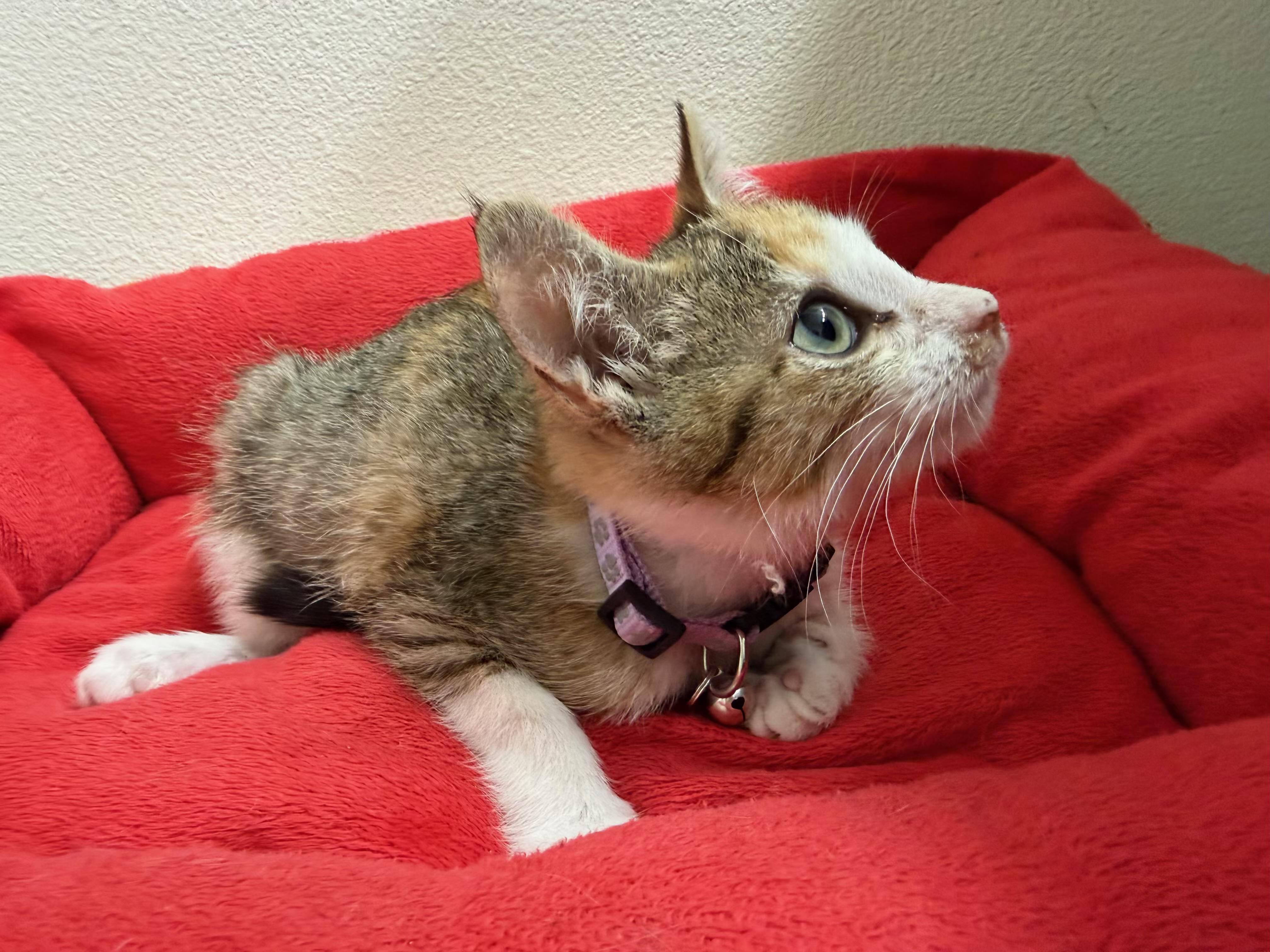 Enlarge Mooi, a Adoptable Domestic Short Hair in Pasco, WA image 4/4