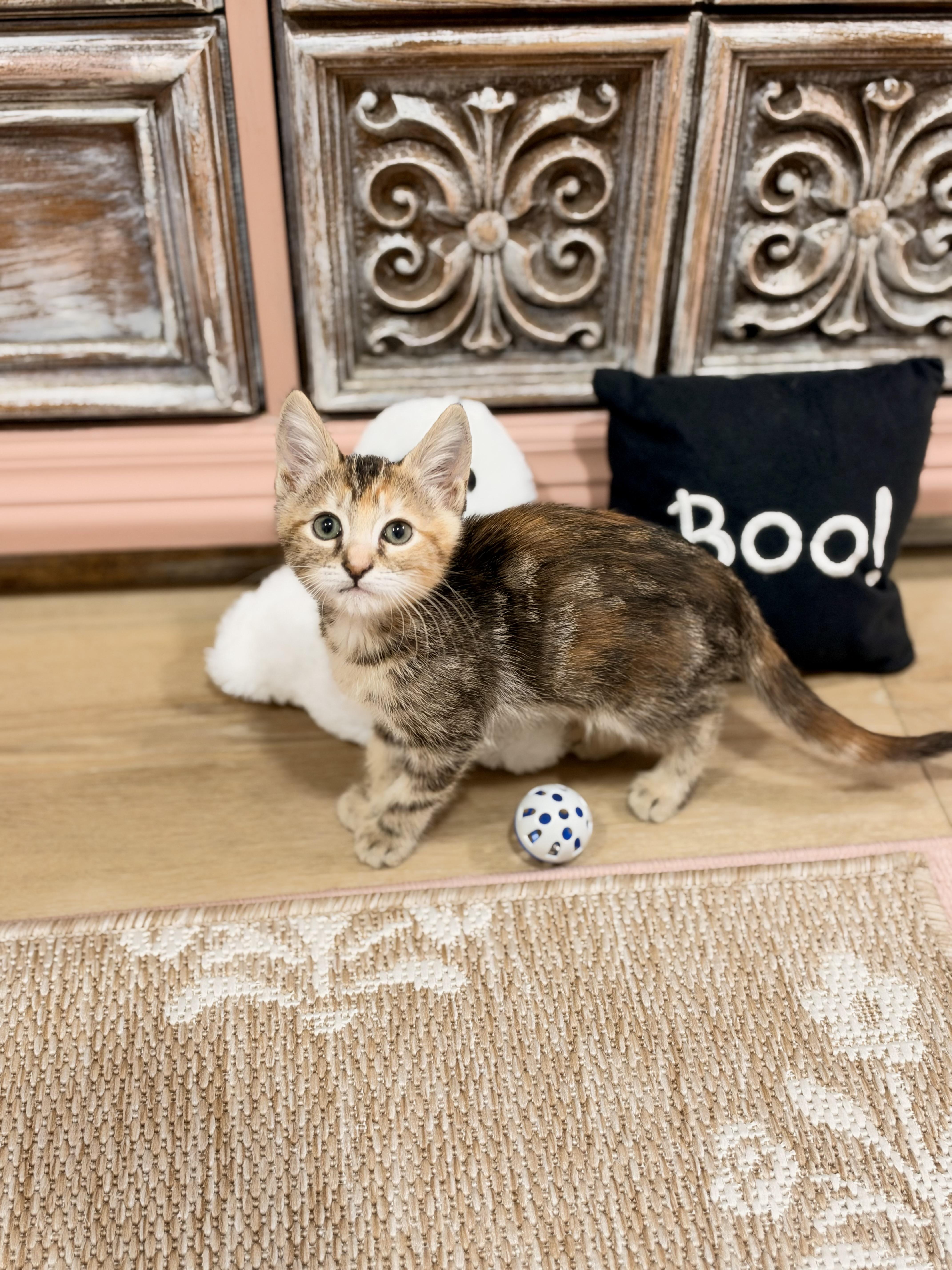 Enlarge Mooi, a Adoptable Domestic Short Hair in Pasco, WA image 3/4
