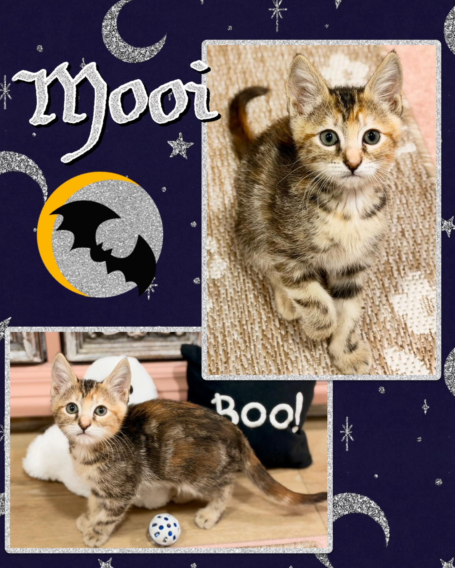 Mooi, Adoptable, Kitten Female Domestic Short Hair.