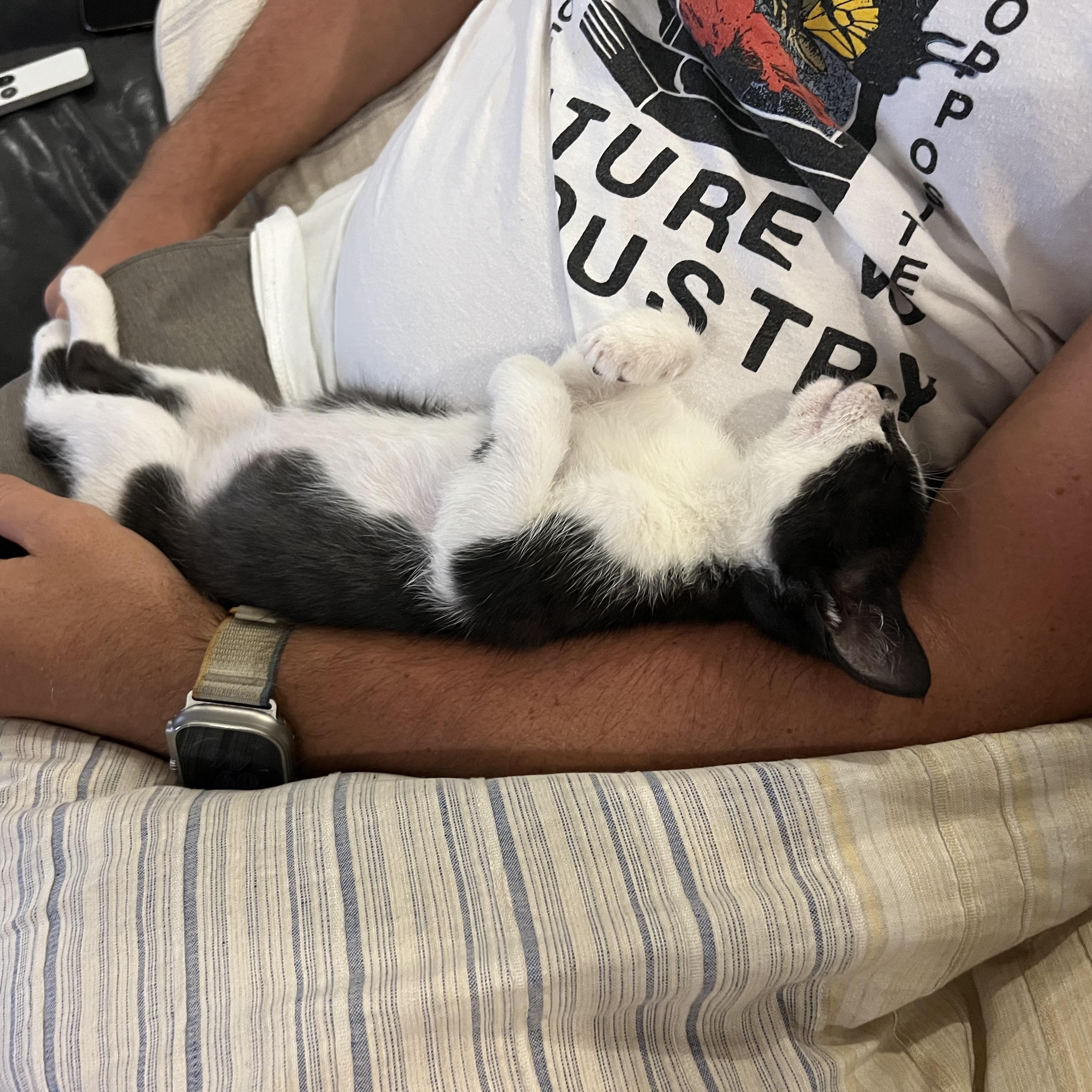 Enlarge Willie, a Adopted Domestic Short Hair in Ormond Beach, FL image 1/3