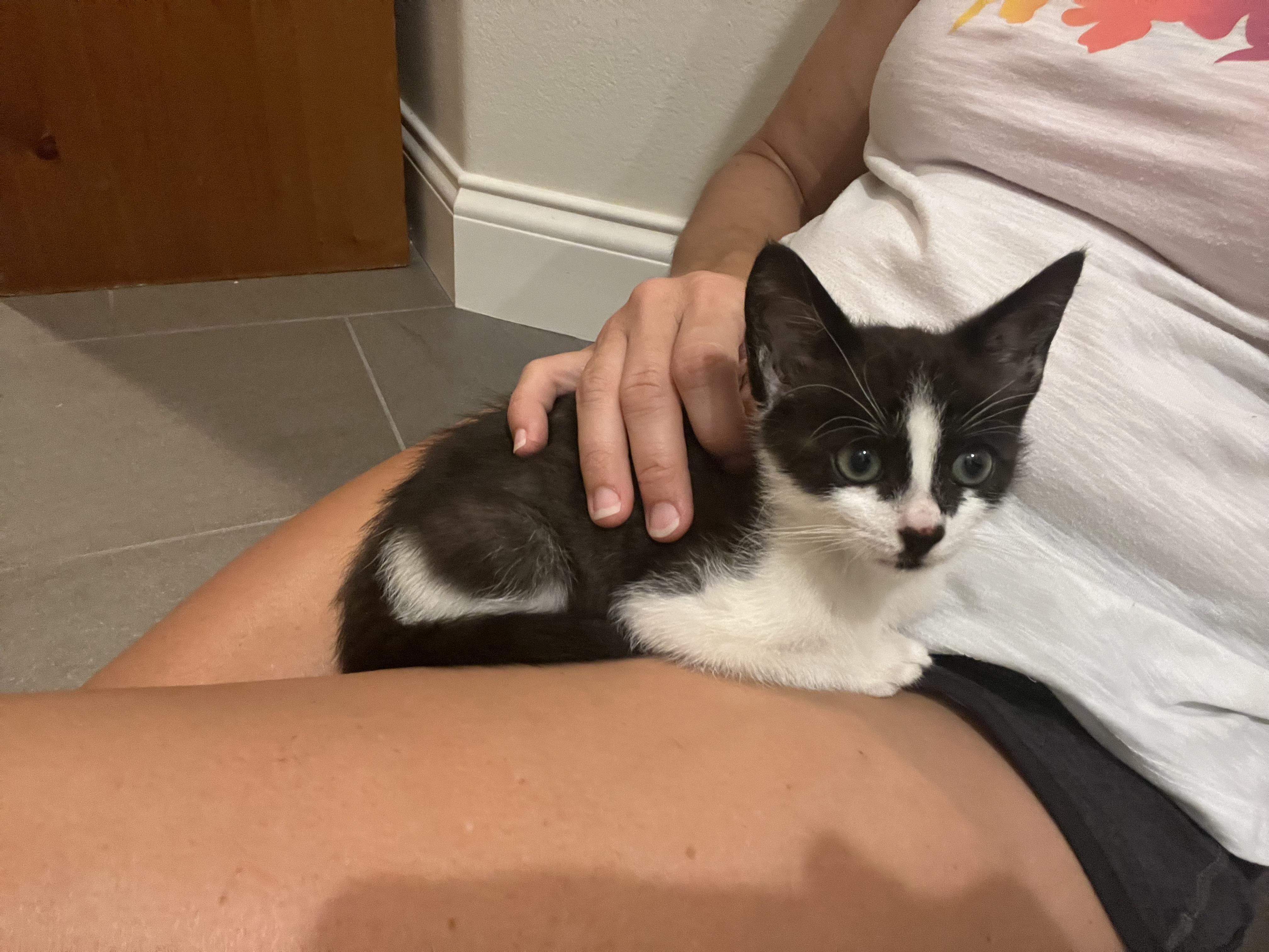 Enlarge Willie, a Adopted Domestic Short Hair in Ormond Beach, FL image 2/3