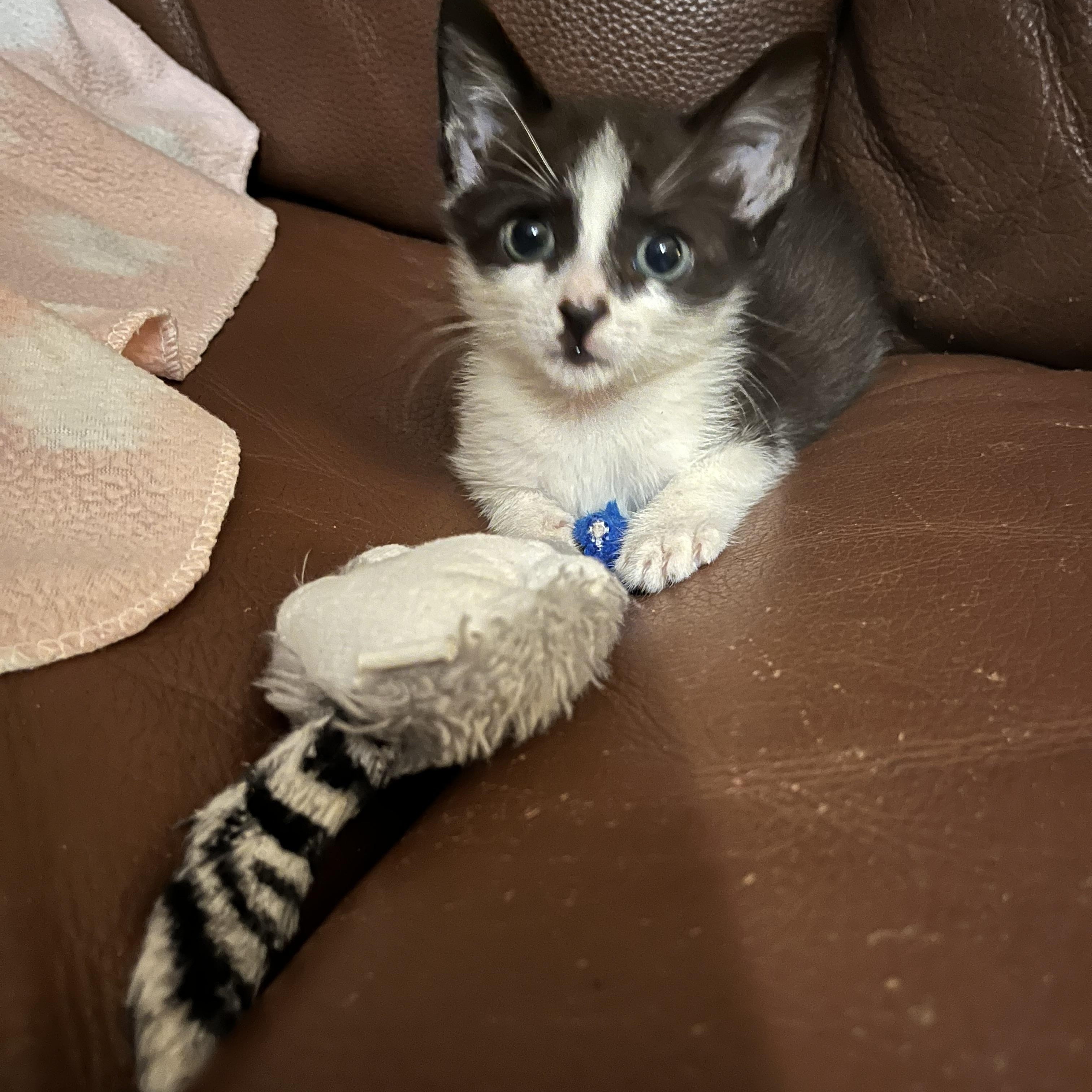 Enlarge Willie, a Adopted Domestic Short Hair in Ormond Beach, FL image 3/3