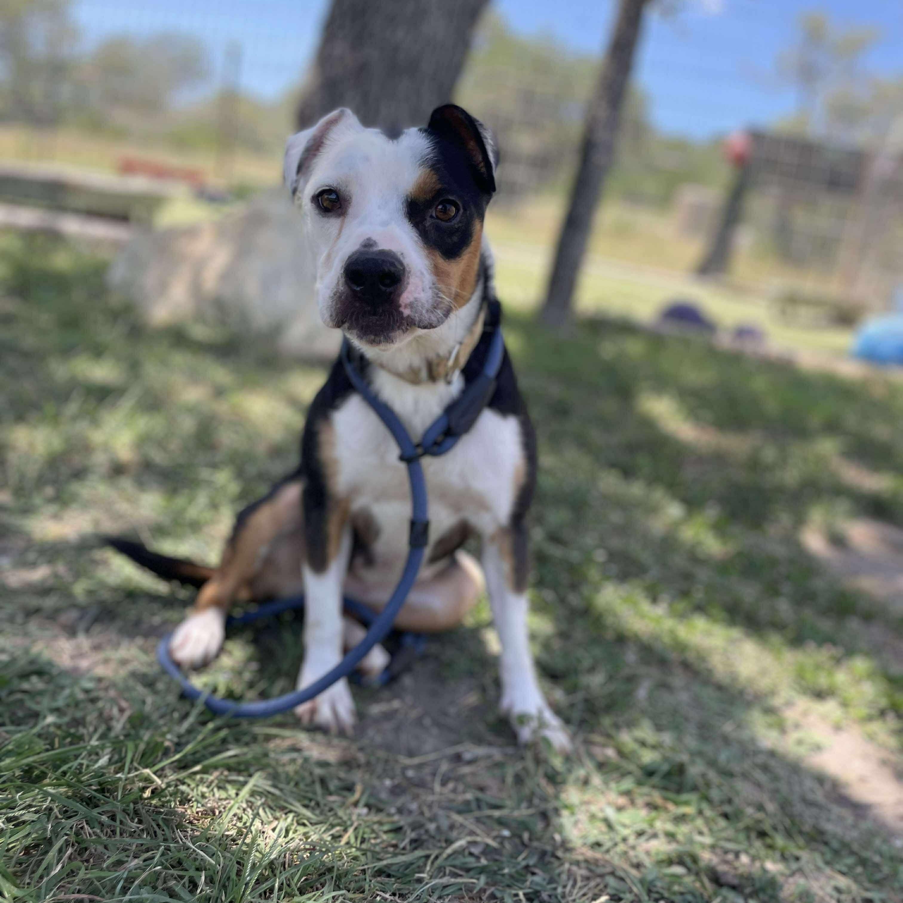 Enlarge Maggie, a Adoptable Terrier in Center Point, TX image 2/7