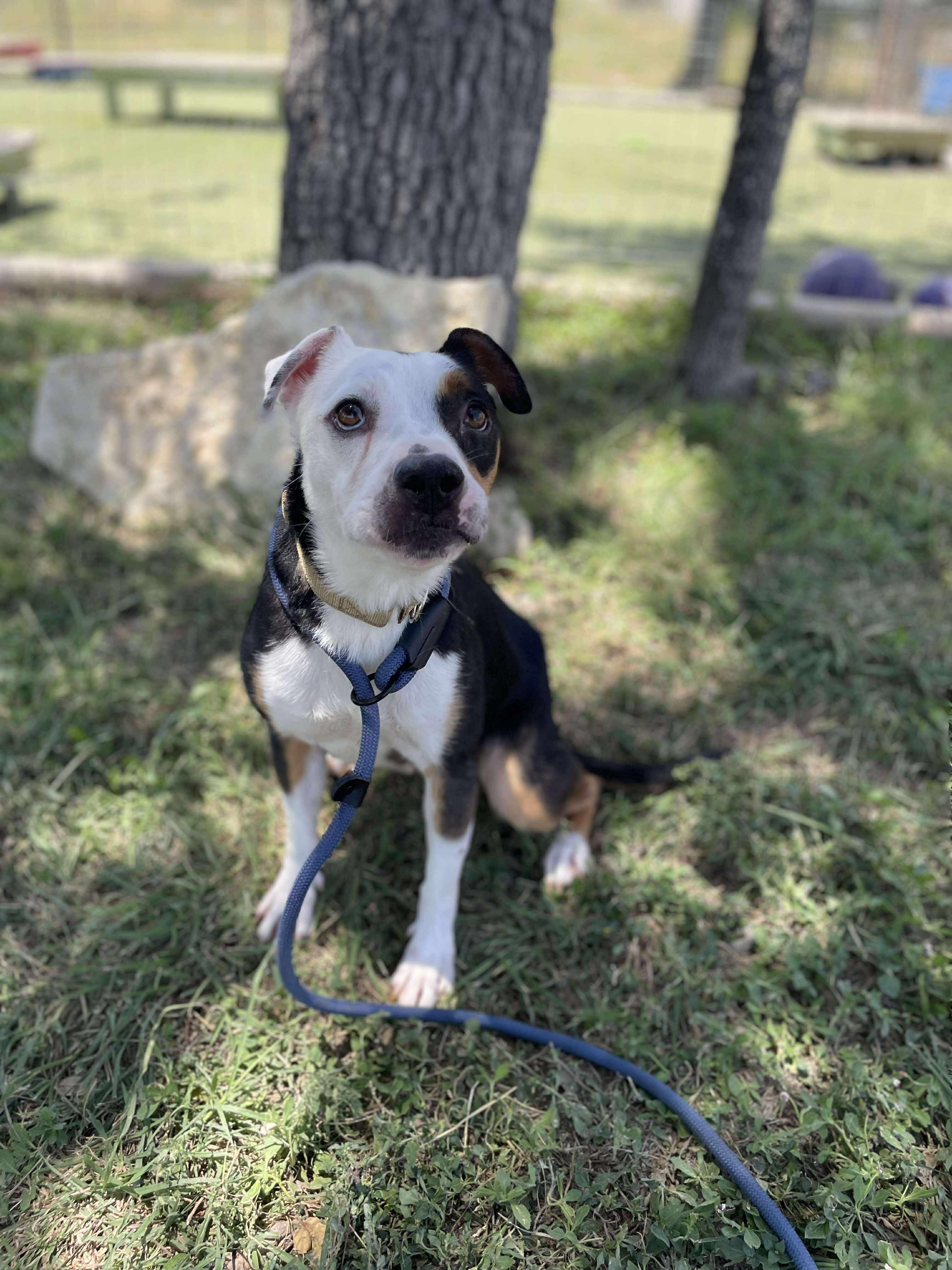 Enlarge Maggie, a Adoptable Terrier in Center Point, TX image 3/7
