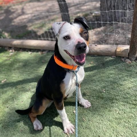 Enlarge Maggie, a Adoptable Terrier in Center Point, TX image 5/7