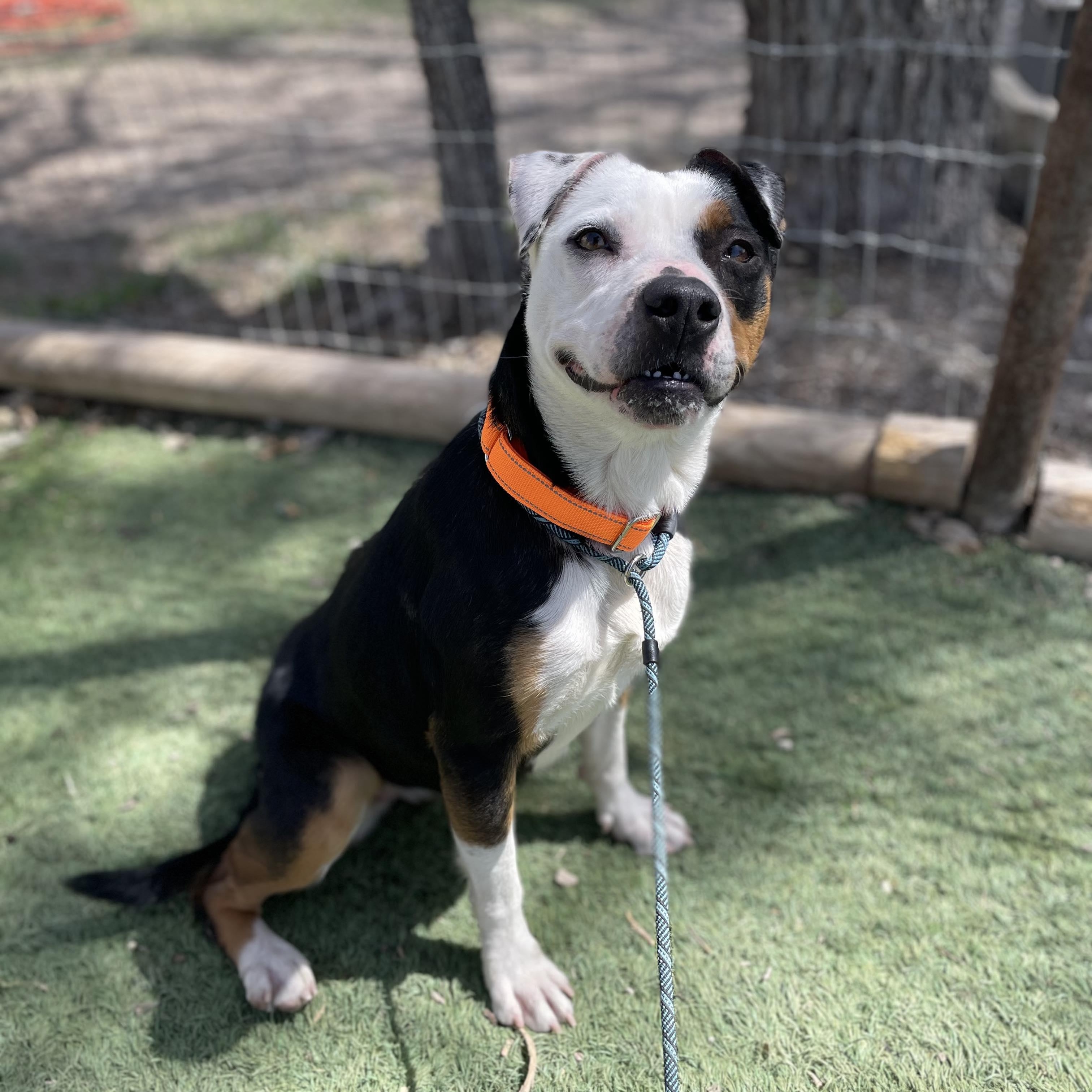 Enlarge Maggie, a Adoptable Terrier in Center Point, TX image 6/7