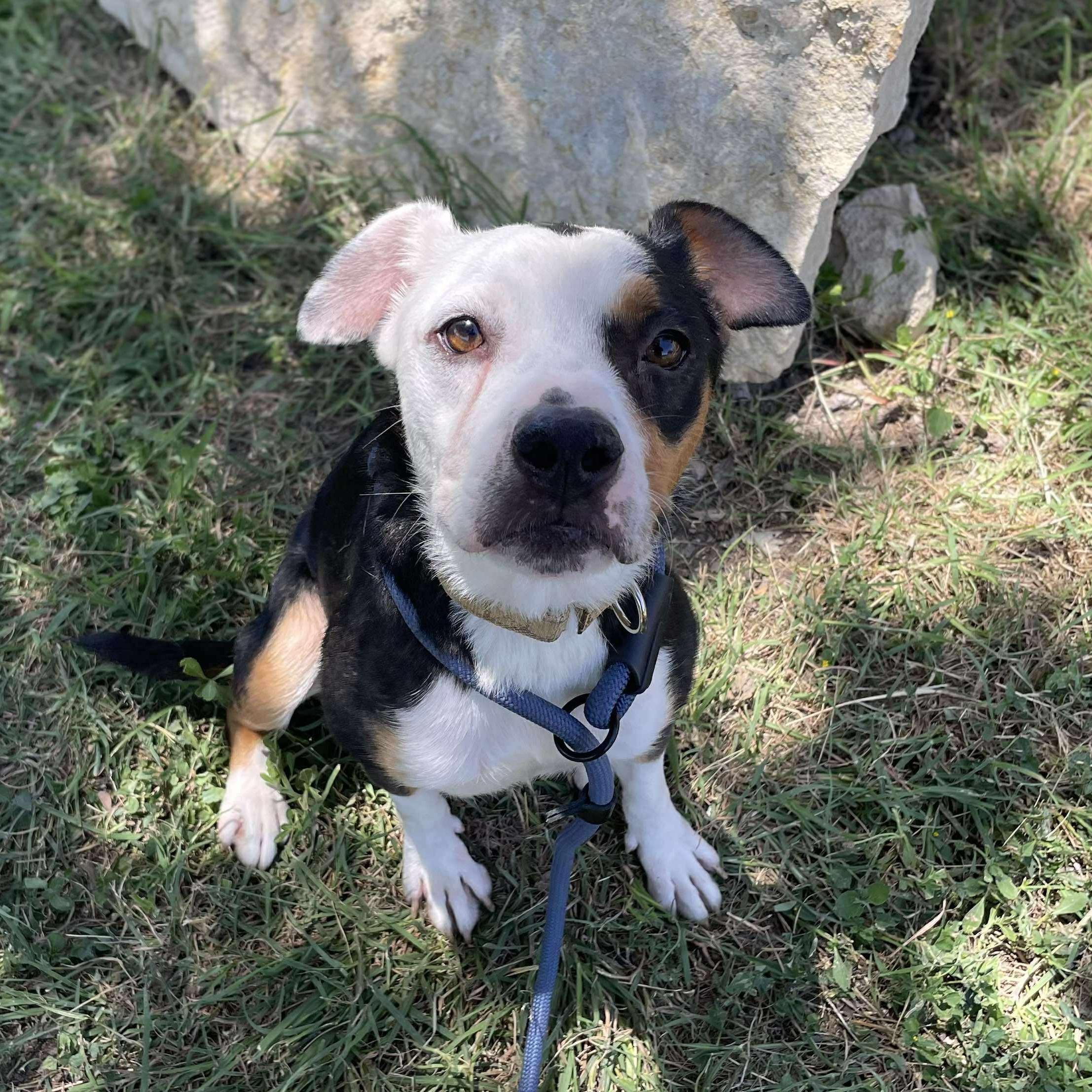 Enlarge Maggie, a Adoptable Terrier in Center Point, TX image 7/7