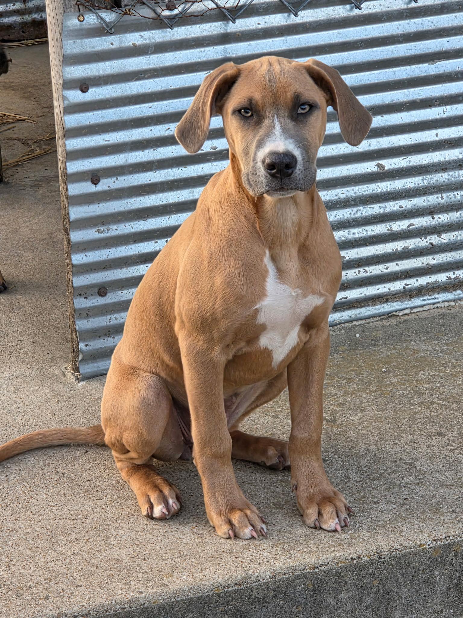 Ruby, ADOPTABLE, Puppy Female Redbone Coonhound & Black Mouth Cur.