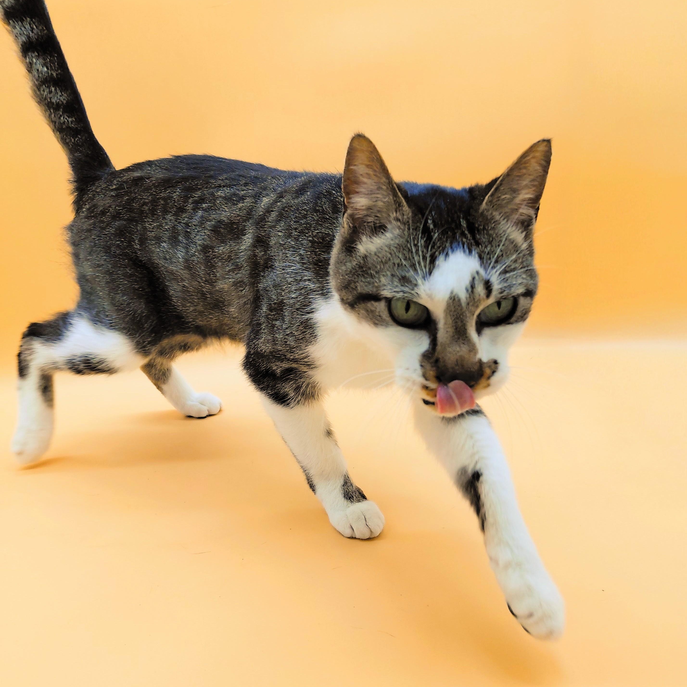 Juandissimo — thumbnail 2